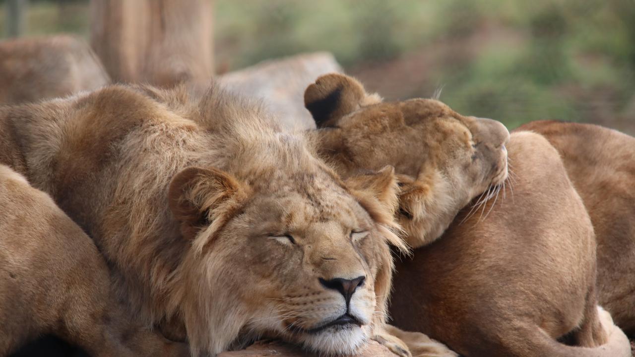 The African lions, stars of their own livestream show, lying around at Werribee Open Range Zoo. Picture: Sam Rankin