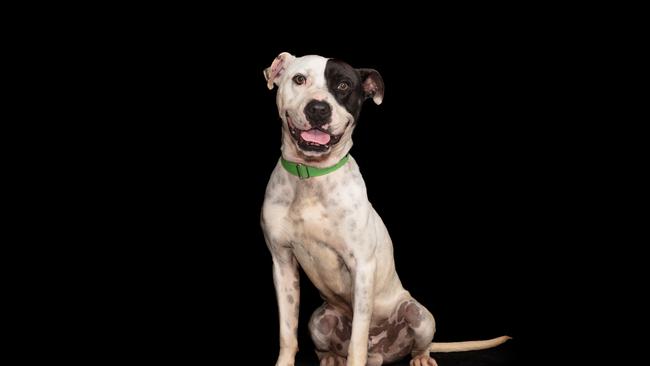 Chico has been at the Sydney Dogs and Cats Home since March – he’s all smiles and wriggly bum whenever he gets to meet a new person. Picture: Daniella Cortis