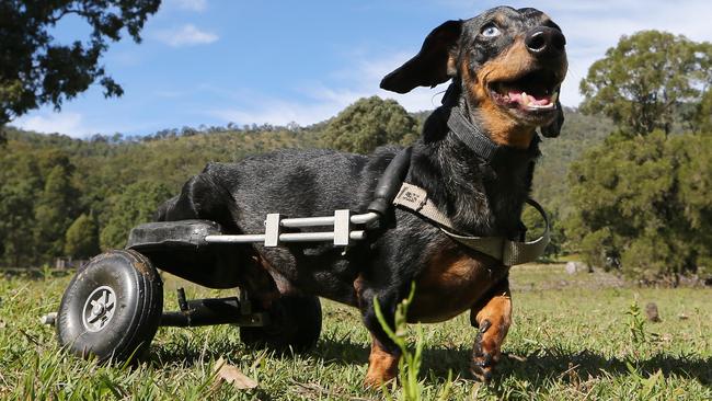 The usually-happy pup’s condition deteriorated rapidly on Sunday. Picture Glenn Hampson.