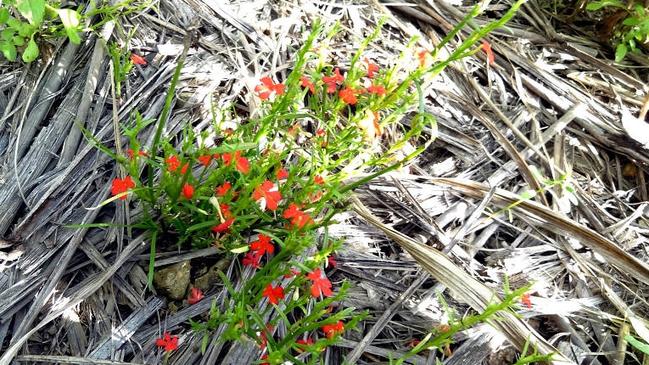 Red witchweed plant. Picture: Department of Agriculture and Fisheries.