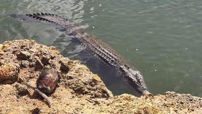 A large crocodile photographed last month at Crocodile Bend who has been know by locals to live in the area. Photo: Le Long