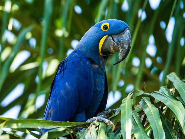 The right variety of Hyacinth macaws can fetch more than $50,000 a kg on the black market.