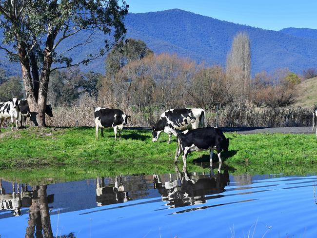 China’s weak economy is weighing down international dairy trade. Picture: Zoe Phillips