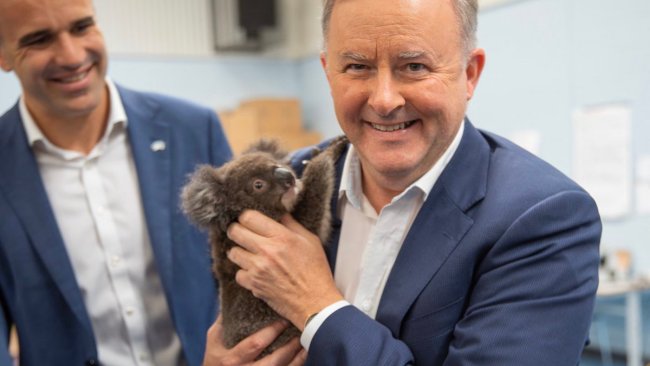 Too much to bear: Albanese claims climate policies will save koalas