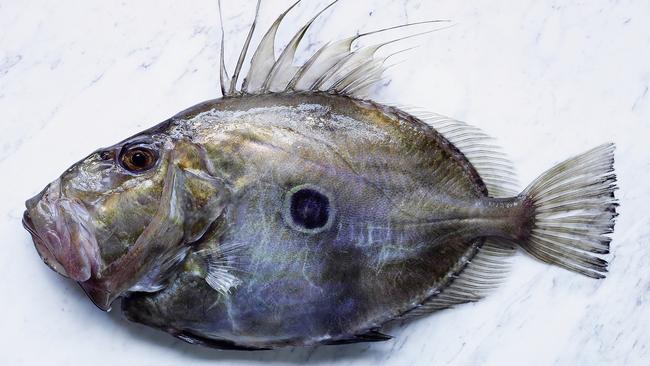 John Dory.