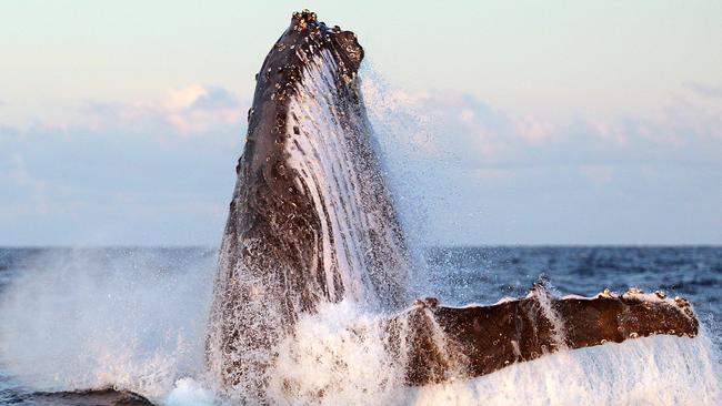 Whales play off Coolangatta. Photo by Richard Gosling