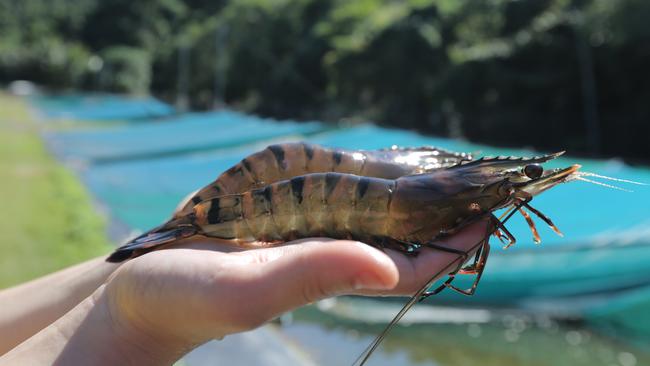 Seafarms will be farming black tiger prawns if its Project Sea Dragon goes ahead.