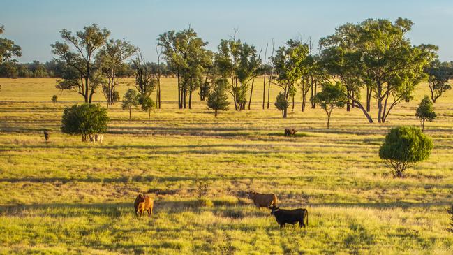 Cashmere West and Oinmurra have been sold by the Grimwade & Gordon partnership prior to their scheduled auctions.