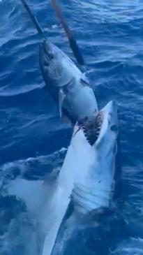 Fisherman play tense game of tug-of-war with shark