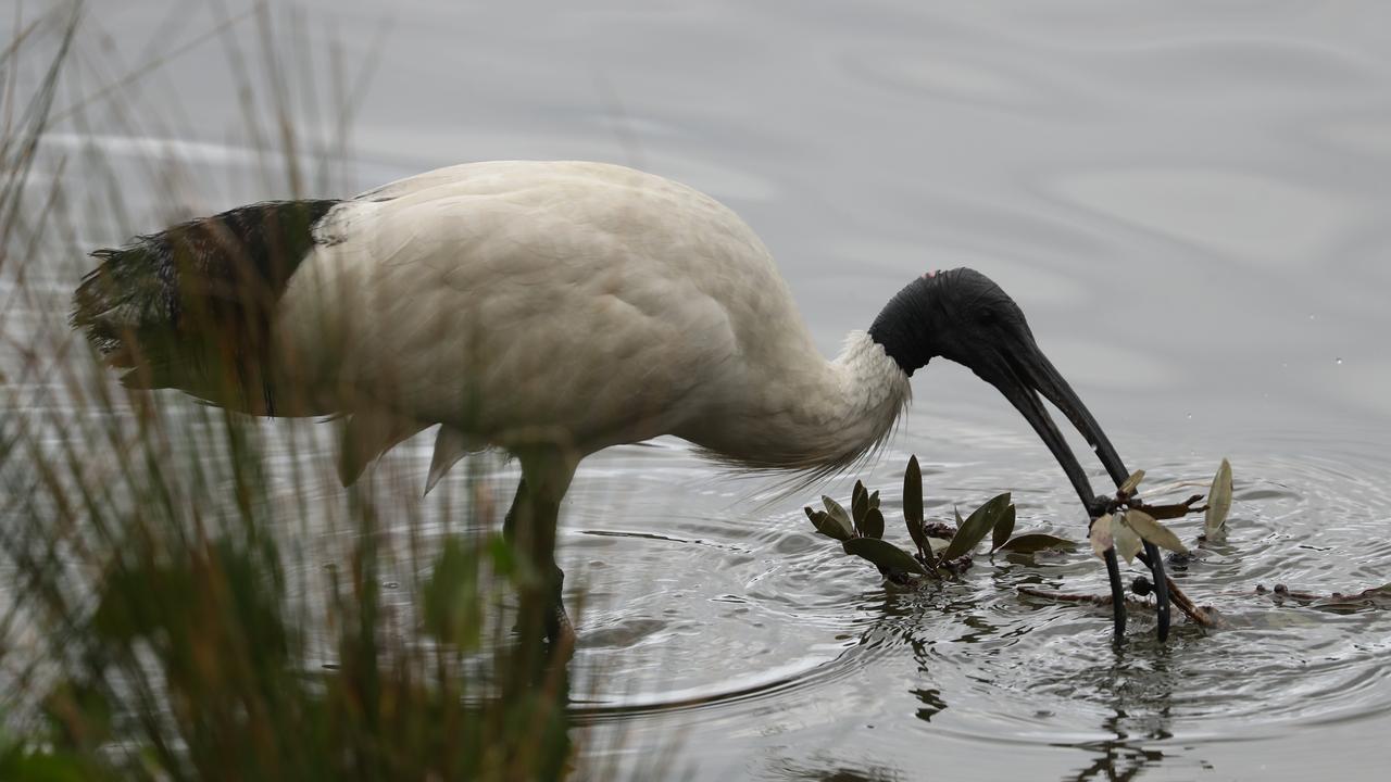 Will the Ibis, aka bin chicken, be chosen as the official mascot of the 2032 Games? Picture: John Grainger