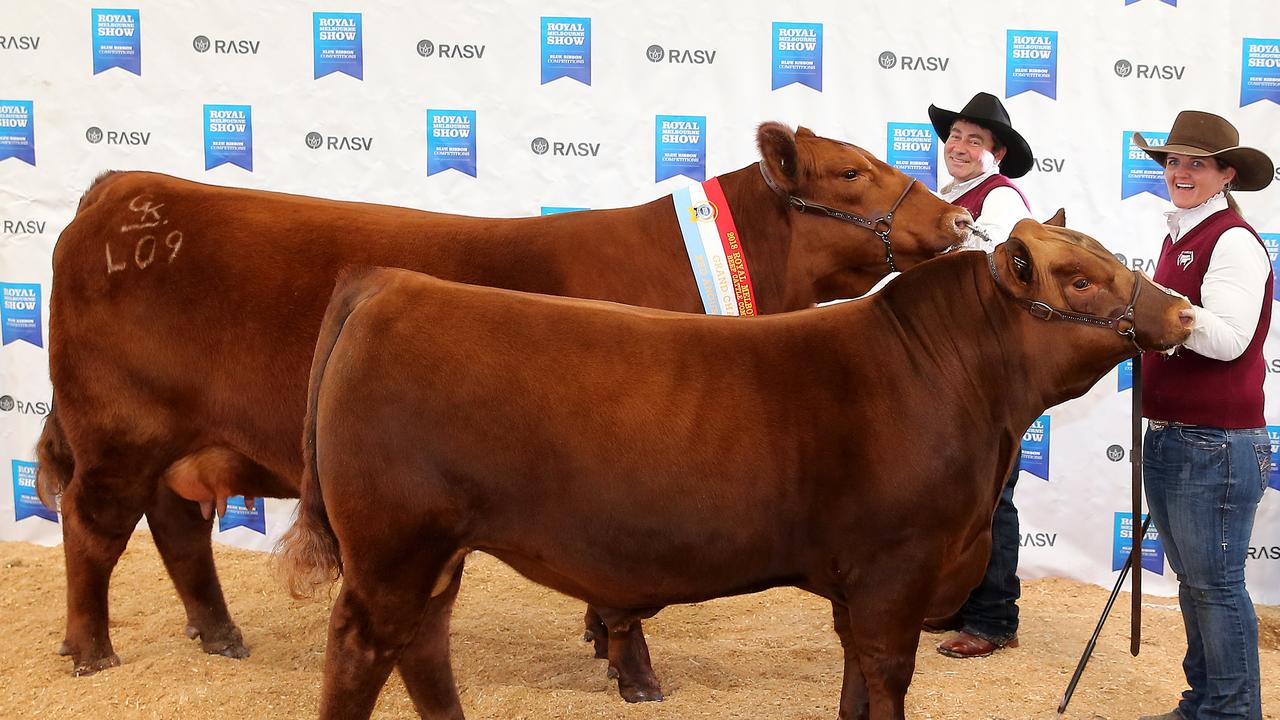 Gavin Iseppi, from Dalby, QLD, and Christie Kennedy and Grand Champion red angus cow at the Royal Melbourne Show. Picture: Yuri Kouzmin