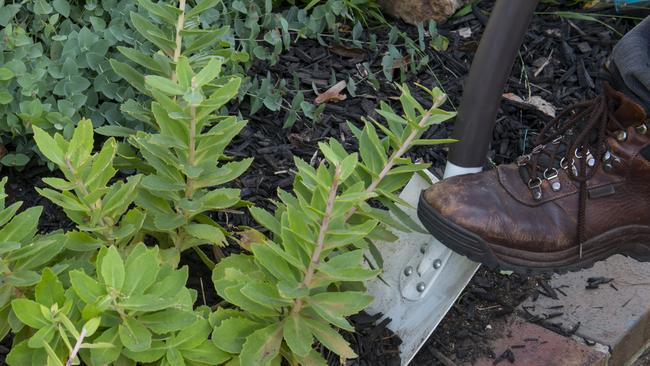 Divide and conquer: The trick in dividing perennials is to get to them when their roots are plump with nutrients. Picture: Fawcett Media