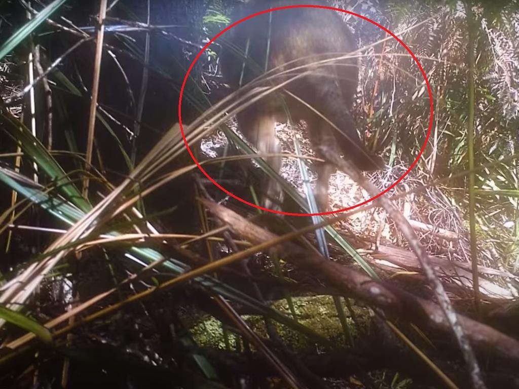 Tasmanian Tiger sightings Man releases photos of ‘living’ thylacine