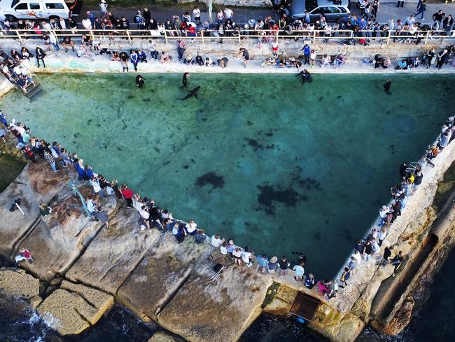 An injured Great White shark that washed itself onto Manly Beach has been taken to Fairy Bower ocean pool by Manly SeaLife Sanctuary staff to assess its condition. Hundreds of locals gather around the pool to get a closer look. Picture: Toby Zerna