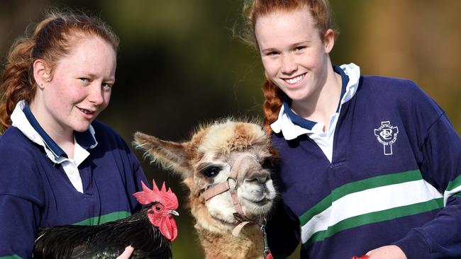 Donvale Christian College students have previously looked after alpacas and other farm animals as part of a subject they were studying. Picture: Steve Tanner