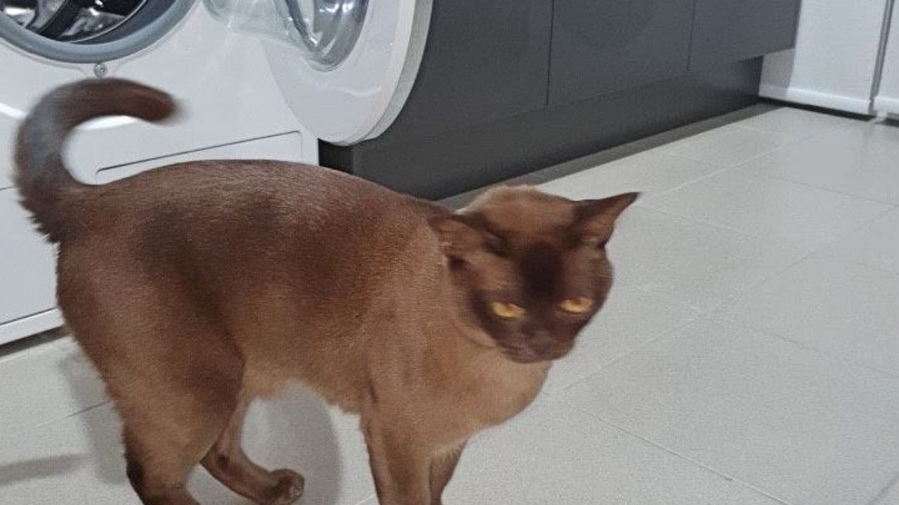 Oscar, the two-year-old Burmese, in front of the washing machine where he was trapped. Picture: Amanda Meredith