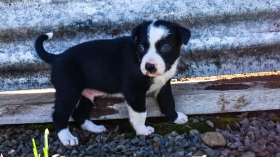 Jed Darragh's Border Collie. Photo: supplied