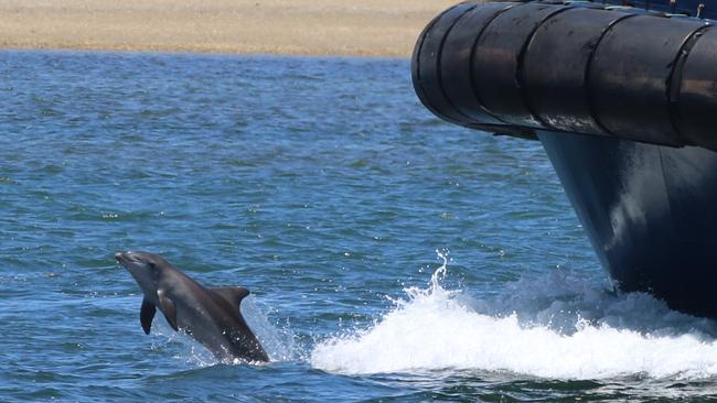 Port River dolphin Twinkle, prior to injury. Picture: Jenni Wyrsta.