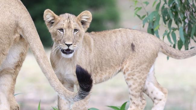 The cubs weigh approximately 30kg. Photo: Taronga Western Plains Zoo