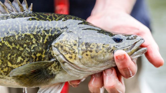 Under threat: Anglers are regarded as a threat to native fish, despite funding the restock and protect waterways. Picture: Chloe Smith