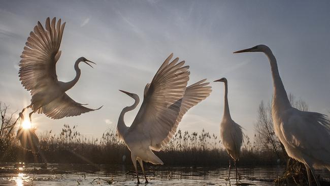 National Geographic’s Best Pictures Of 2016. 