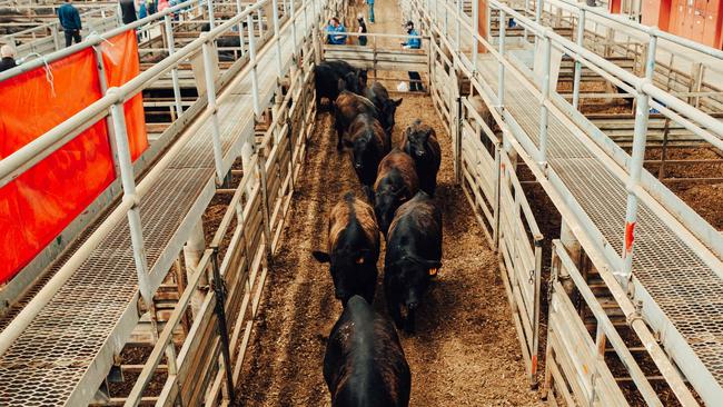 Cattle slaughter figures for the June to September quarter show Australia is yet to officially enter a herd rebuild. Picture: Chloe Smith.