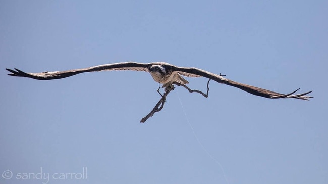 The Urangan osprey lost its fight for life after hooks became embedded in its neck and wing. Photo: Contributed