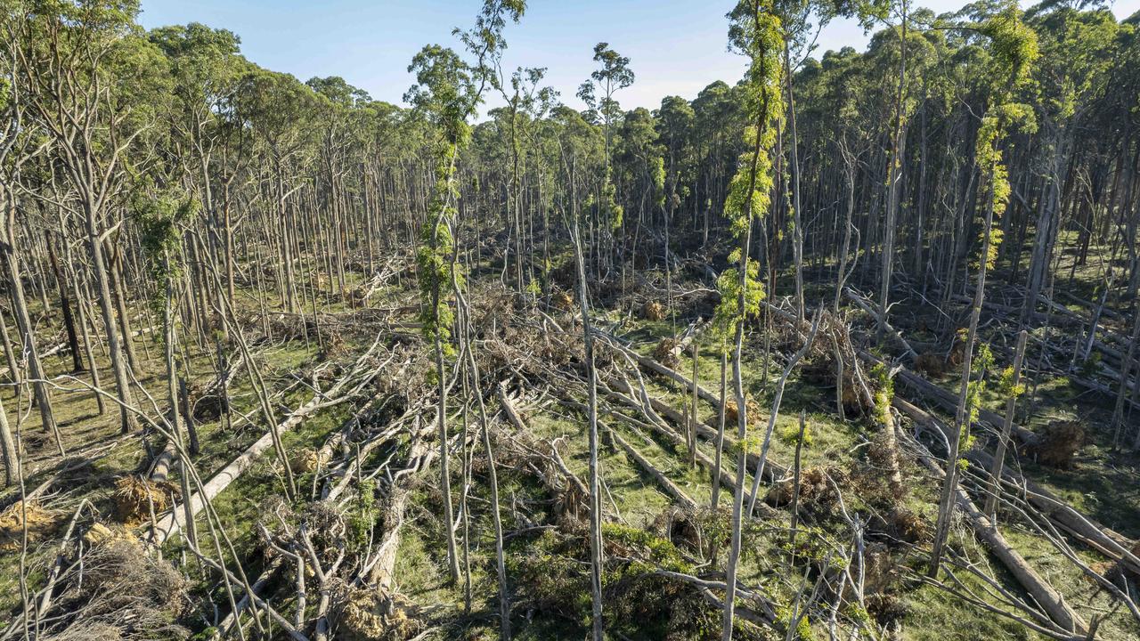 DELWP backs down on tying up Wombat Forest salvage logging in red tape ...