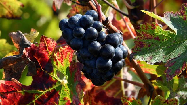 Wineries could be forced to resort to machines to pick grapes rather than hand picking.