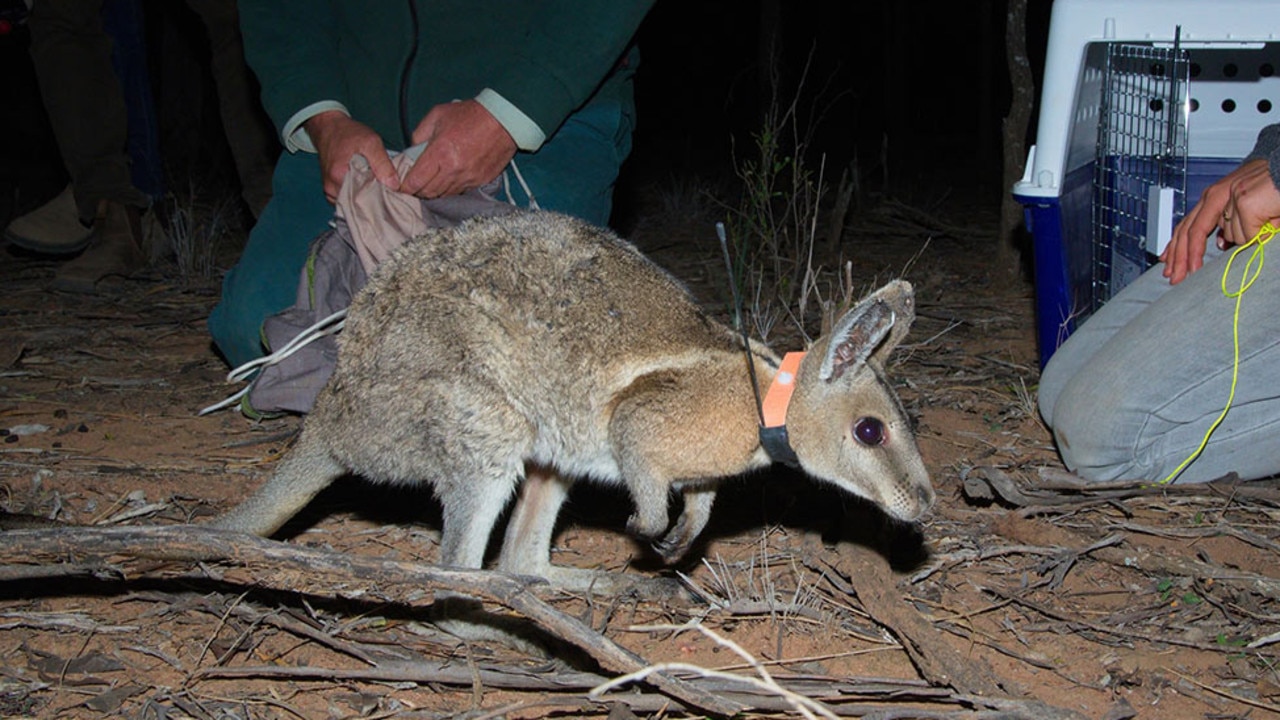 The feral predator-free areas project is one of the most significant ecological restoration initiatives in New South Wales’ history. Pictured is the bridled naitail wallaby. Picture: NSW PWS