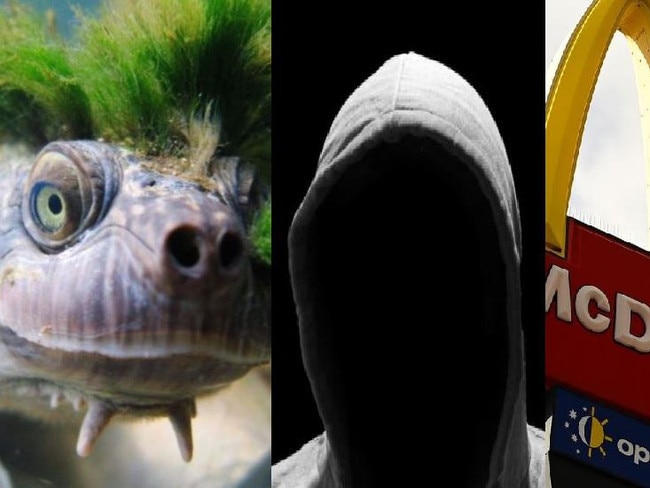 TODAY'S HEADLINES: Mary River's punk turtle back in the spotlight, convicted Gympie rapist has been released from custody and how to get a job on the region's new McDonald's coming soon.