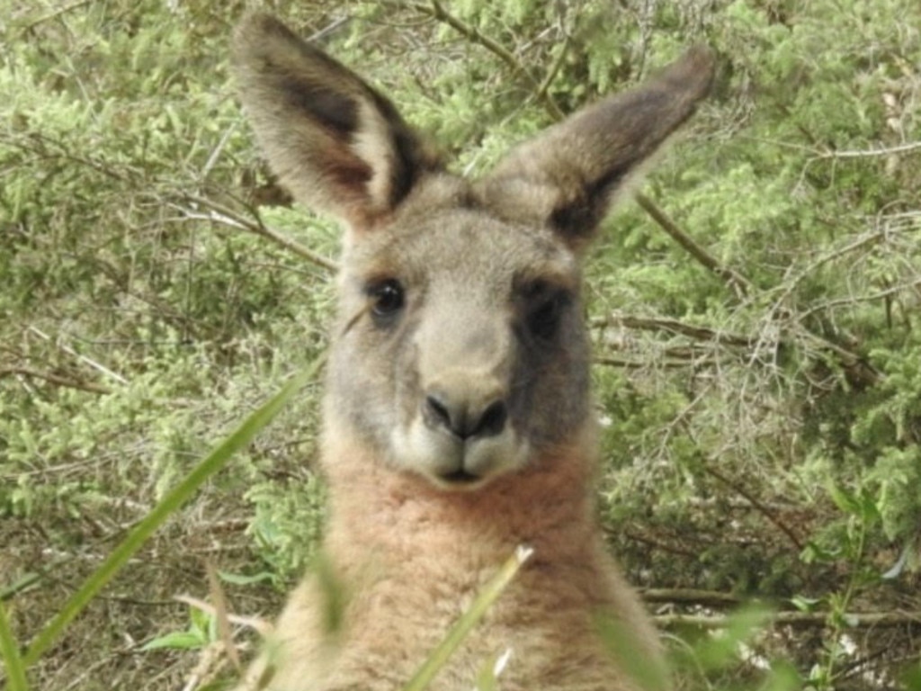 A photo of Nigel in happier times. Picture: Sues Roos