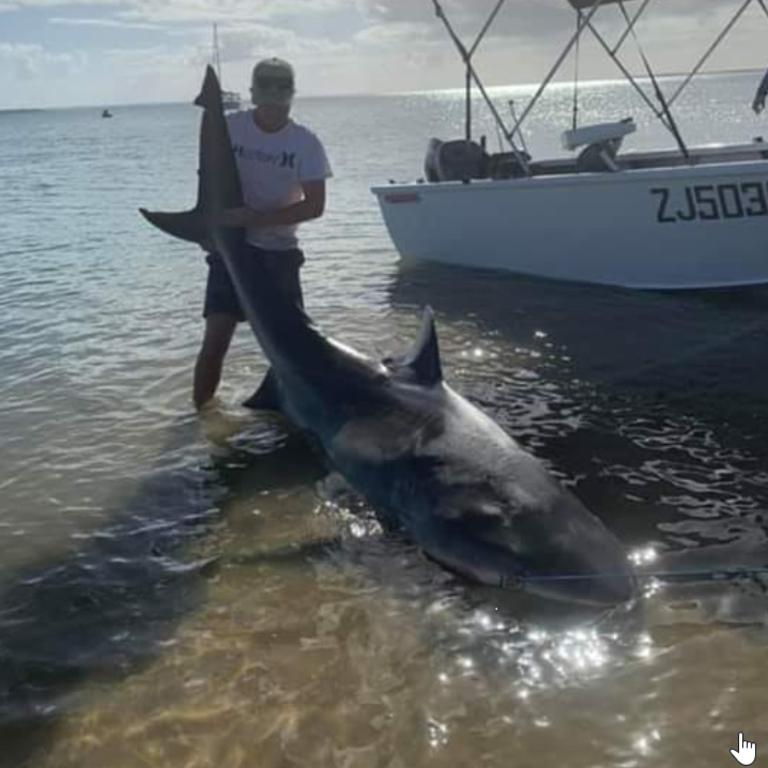 Enormous shark catch and release in Moreton Bay | The Courier Mail