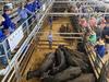 lack of confidence in the cattle market