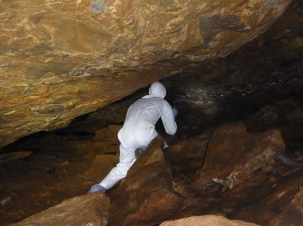 A scientist from the Wuhan Institute of Virology collects samples from the Yunnan bat cave, the exact location of which is a closely guarded secret. Picture: EcoHealth Alliance