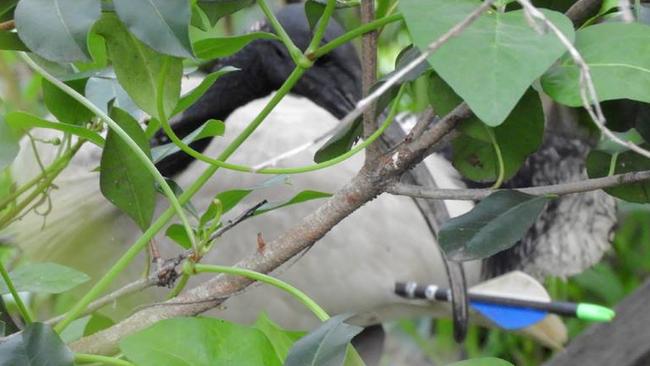 SnagglePuss hid in the bush until Rowley finally caught him. Photo: Wild Bird Rescues Gold Coast