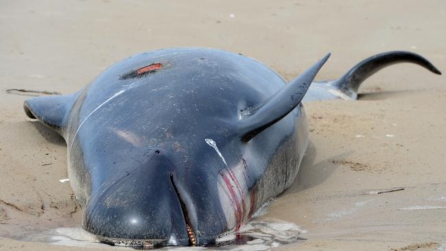 Dead pilot whale at Macquarie Harbour on September 24, 2020 in Strahan, Australia. (Photo by Steve Bell/Getty Images)