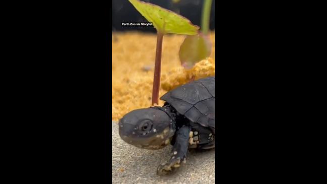 Perth zoo holds “Olympic Swim Trials” for turtle hatchings | news.com ...