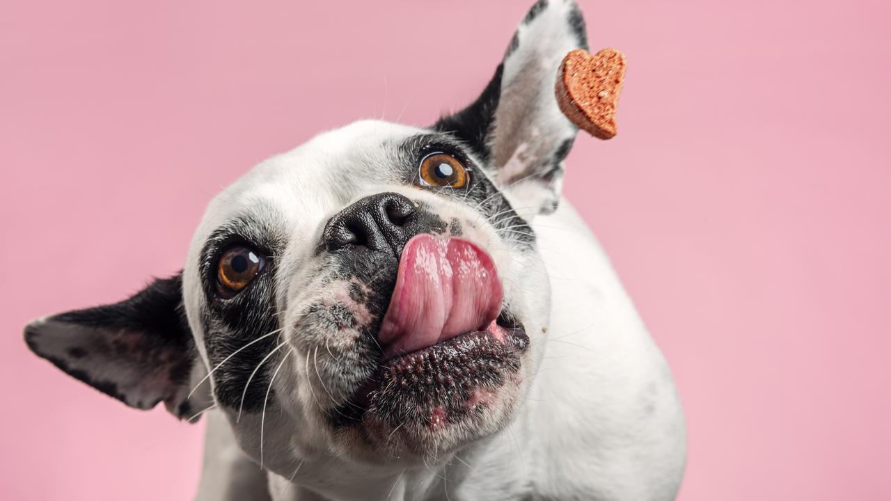 You can make your own dog treats to lower the grocery bill each week.