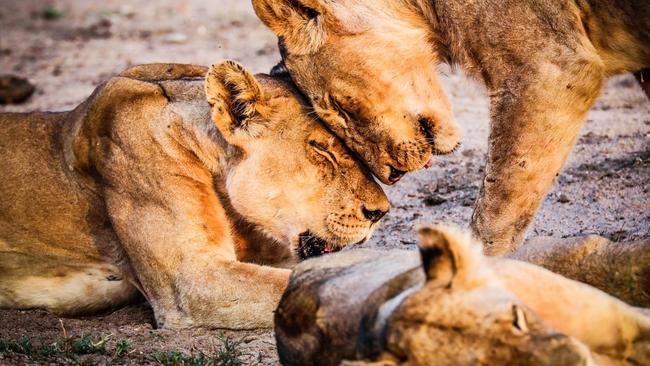 Taking pride ... These lions are learning about life in the pride. Picture: Robert Irwin