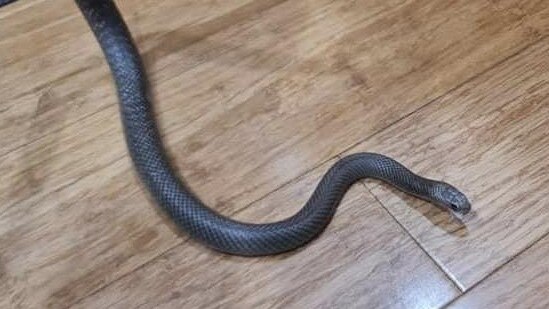 This eastern brown snake found its way into the kitchen of an Athelstone house. Picture: Snake Catchers Adelaide