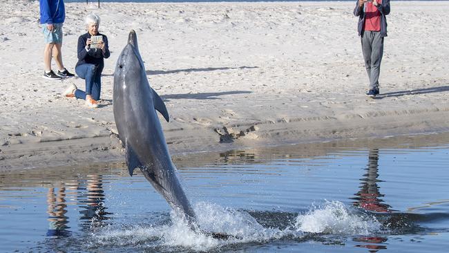 A young dolphin that was caught by the low tide in the Torrens river outlet at Henley Beach puts on a show for onlookers on October 8. Picture: Mark Brake