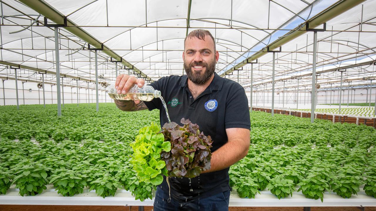 Lettuce grower, Mark Russo with basil in his Greenhouse. Picture: Ben Clark