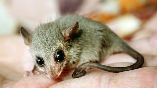 The eastern pygmy possum is under threat from feral animals in Wombat Forest.