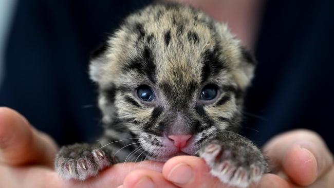 Mirri is the first clouded leopard to be born in Australia. Picture: Gregg Porteous.