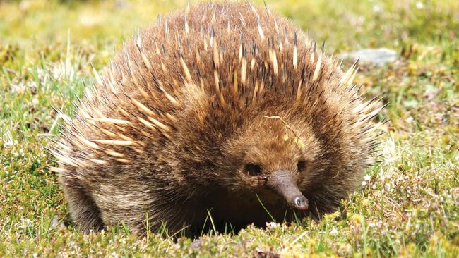 Echidna (Tachyglossus aculeatus) at Cradle Mountain. Credit. Tourism Tasmania and Masaaki Aihara