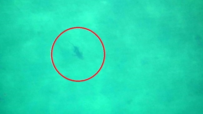 However, it soon swam away. Picture: Channel 9