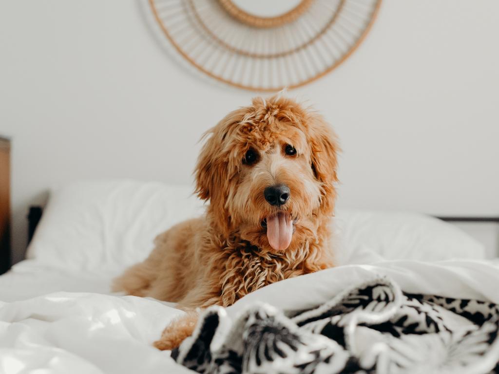 Our pets need comfort, just like us. Picture: Brooke Cagle/unsplash