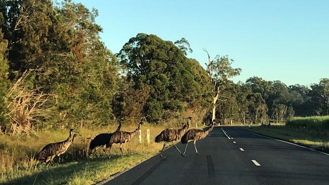 Emus cross the road at Brooms Head. Picture: Supplied