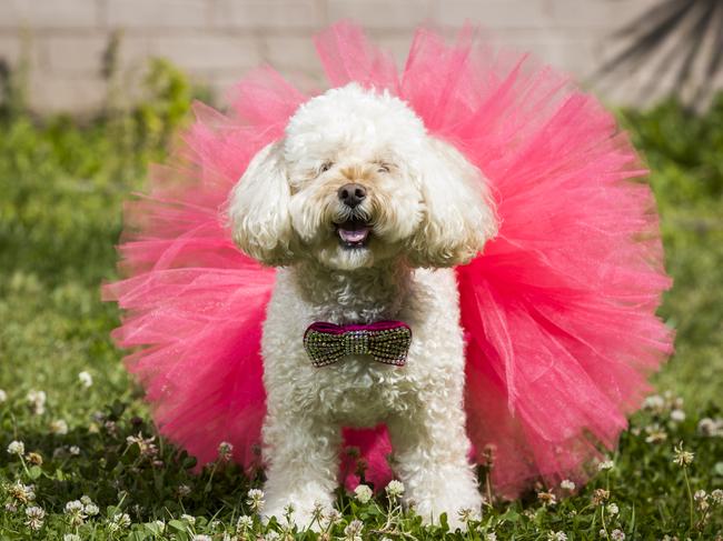 Coco the Peekapoo is the winner of the DT &amp; NewsLocal's Bow Wow 100, the search for the best dogs in Sydney. Picture: Dylan Robinson